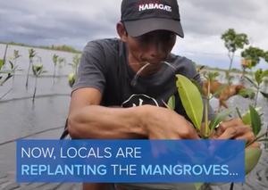 Give a Tree, Support a Fisherman - Mangrove Reforestation in Lobo, Batangas