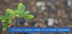 Restore the Oceans: Give a Tree, Support a Fisherman - Mangrove Reforestation in Lobo, Batangas