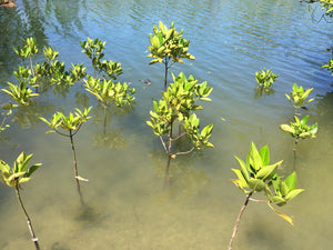 Restore the Oceans: Give a Tree, Support a Fisherman - Mangrove Reforestation in Lobo, Batangas