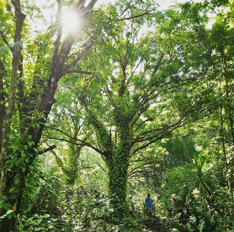 Hikes and Harmony: Tree Nurturing with MAD Travel & MPNR Foundation